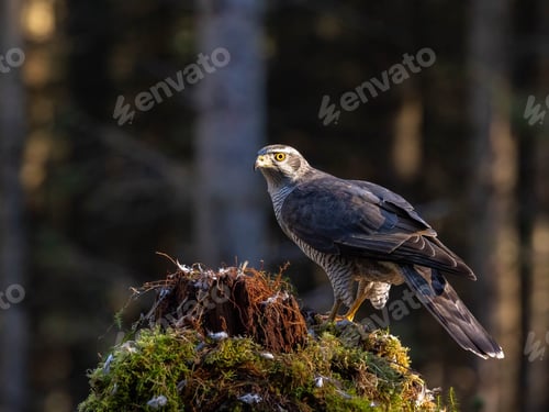Preview: Male Goshawk perched on a tree stump in Scotland.