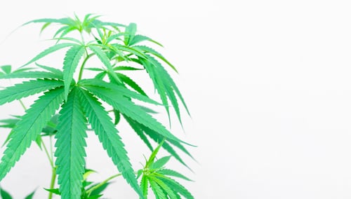 Preview: Marijuana plant leaves on white background