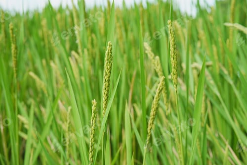 Preview: Close-up of green rice plants in a lush paddy field