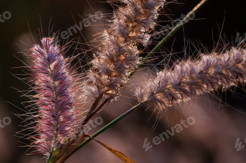 Preview: Wild flower in meadow, grass flower Nature background.