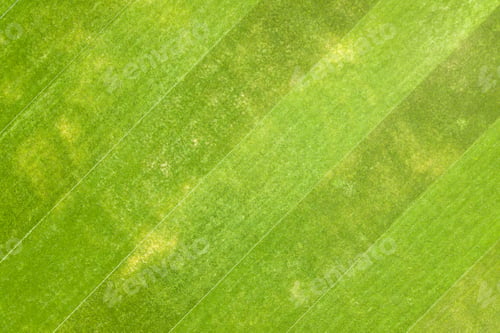 Preview: Close up aerial view of surface of green freshly cut grass on football stadium in summer