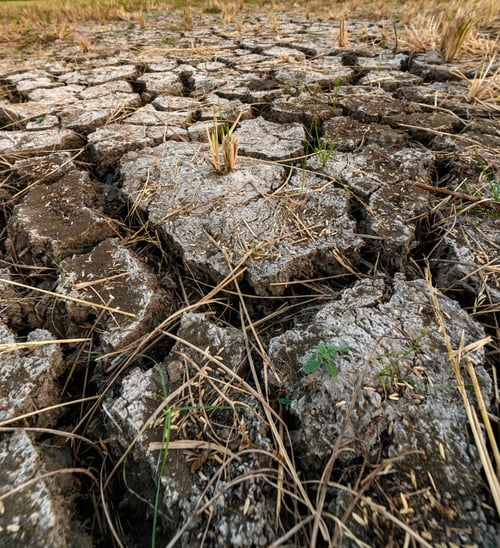 Preview: Dry cracked soil ground texture in field