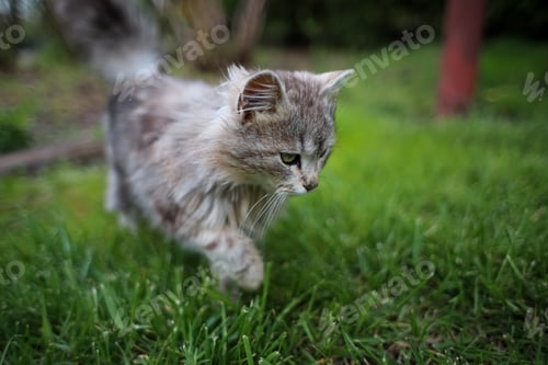 Preview: a fluffy gray cat runs on the lawn