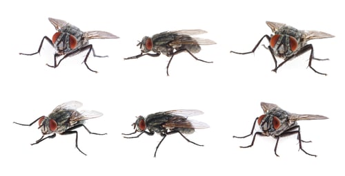 Preview: Collage with common black flies on white background