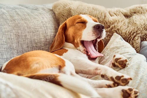 Preview: Beagle tired sleeping on couch yawning