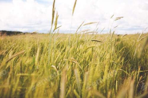 Preview: Young green wheat field on a sunny day
