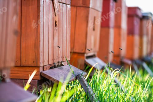 Preview: Traditional Wooden Beehives Outdoor in Meadow. Bees Collecting Pollen From Flowers
