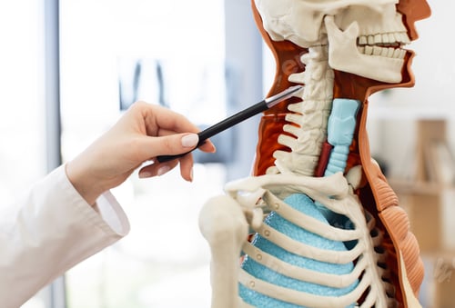 Preview: Doctor pointing at anatomical skeleton model for medical education