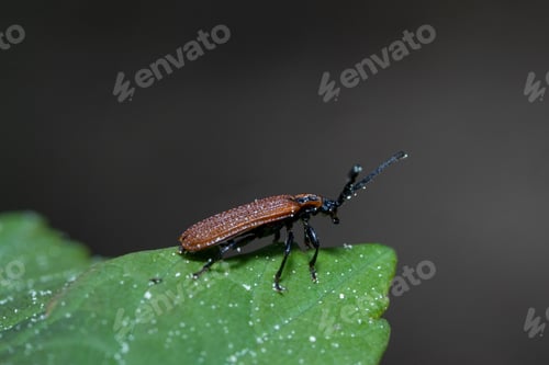 Preview: Macro of a click beetle (Athous haemorrhoidalis)