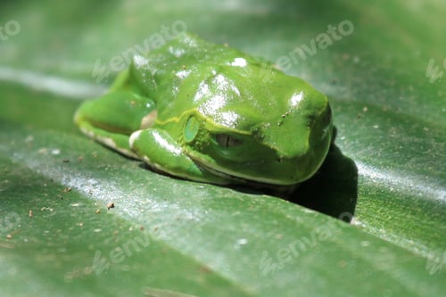 Preview: Green Tree Frog - Bigodi Wetlands - Uganda, Africa