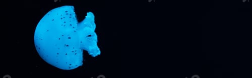 Preview: Panoramic shot of spotted jellyfish in blue neon light on black background