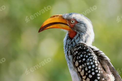 Preview: Southern yellow-billed hornbill standing against a blurry, green backdrop