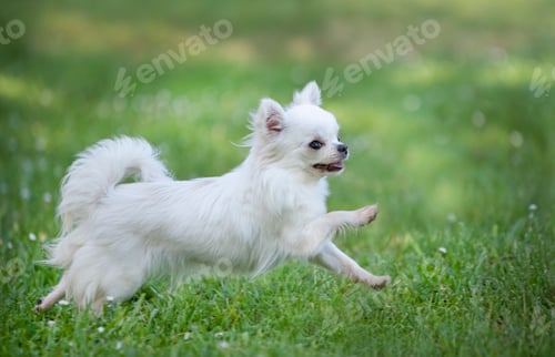 Preview: chihuahua in nature