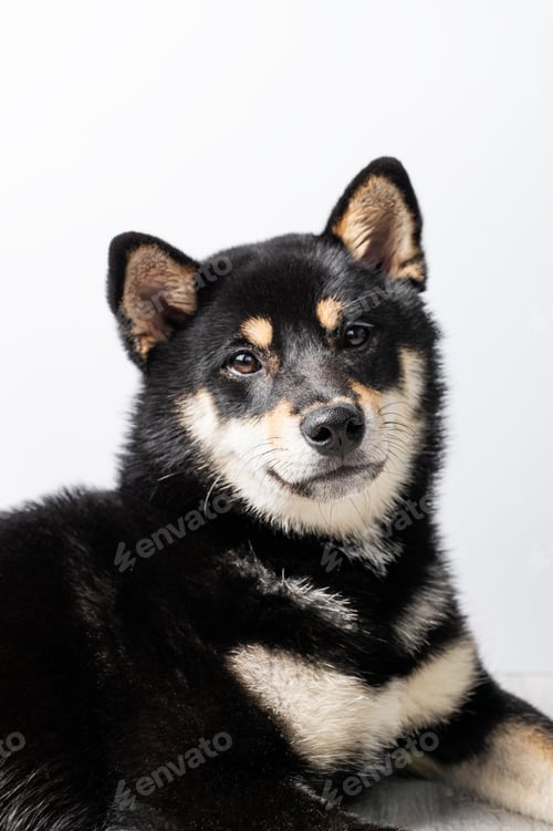 Preview: A black and tan Shiba Inu dog lies on a wooden floor on a light gray background.