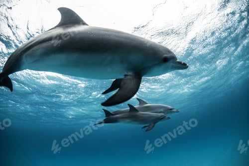 Preview: Atlantic spotted dolphin (Stenella frontalis), swimming underwater, close-up, Bahamas