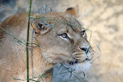 Preview: A lioness portrait (Panthera Leo)