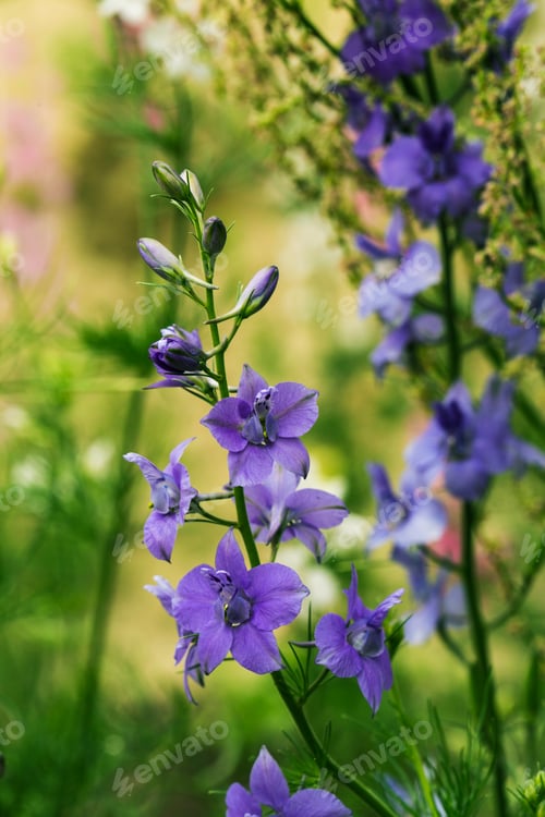 Preview: Beautiful blue flowers