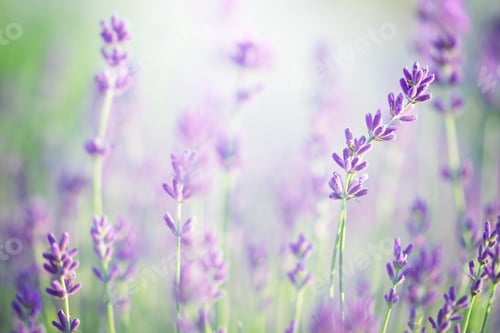Preview: Lavender flowers blooming. Natural background, close up