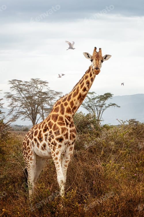 Preview: Endangered Rothschilds Giraffe in Lake Nakuru Africa