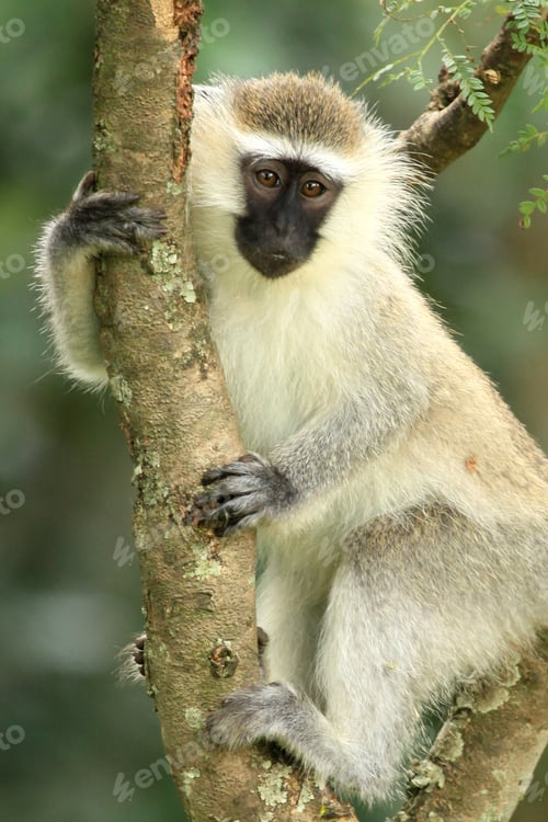 Preview: Vervet Monkey - Uganda, Africa