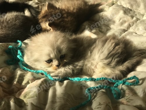 Preview: Adorable Kittens Napping Comfortably on a Cozy Bed