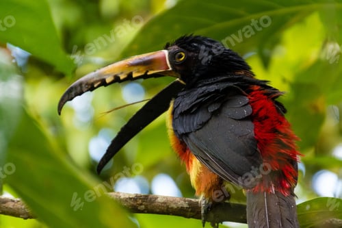 Preview: toucan, bird, colours, tropics