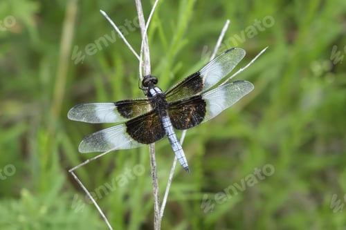 Preview: Selective focus shot of a Widow Skimmer dragonfly resting on a stick near a pond in Missouri