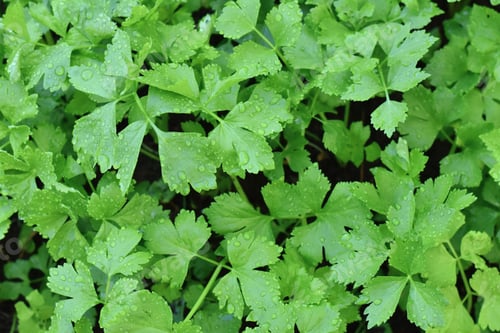 Preview: celery growing in the open ground, the leaves of the celery in the garden
