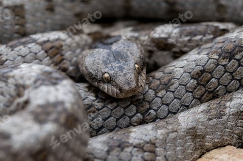 Preview: A detail shot of European Cat snake (Telescopus fallax) or Soosan Snake, on the island of Malta.