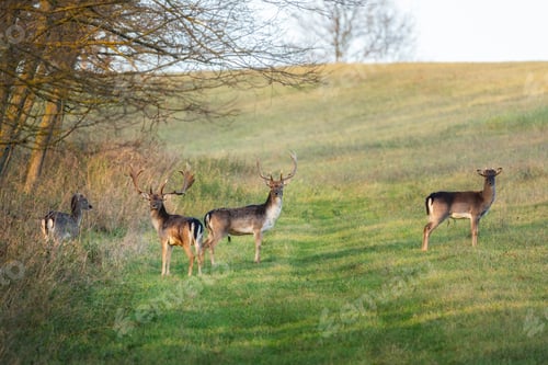 Preview: Fallow deer
