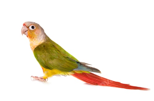 Preview: Green-cheeked parakeet in studio