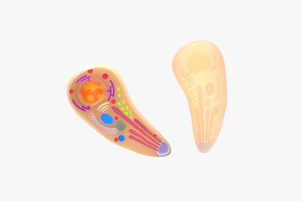 Visualização: Estrutura do Taxoplasma Gondii