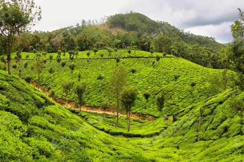 Preview: Tea plantations between Yellapatty and Top station in Munnar, Kerala, India