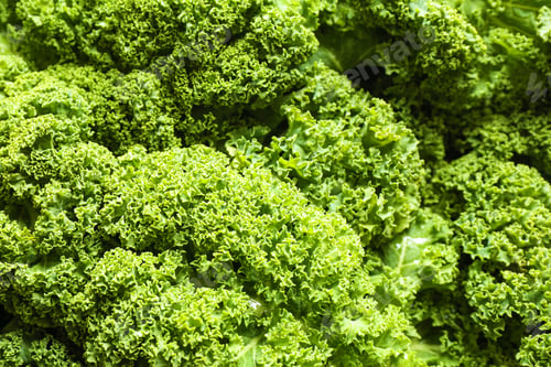 Preview: Fresh green kale leaves as background, closeup