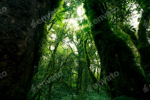 Preview: Looking up view of tree trunk to green leaves of tree in forest with sun light Fresh environment