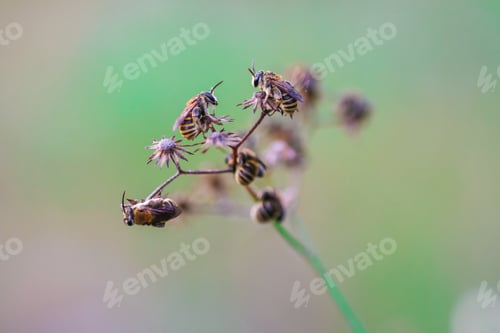 Preview: sleeping bee's