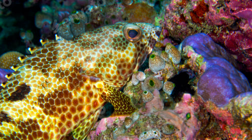 Preview: Four-saddle Grouper, South Ari Atoll, Maldives
