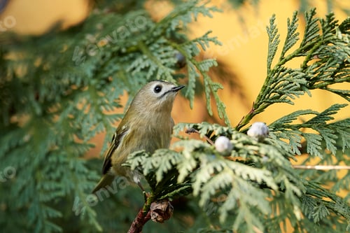 Preview: Goldcrest (Regulus regulus)