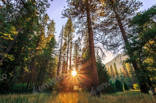 Preview: Sunset In The Forest, Yosemite National Park, California