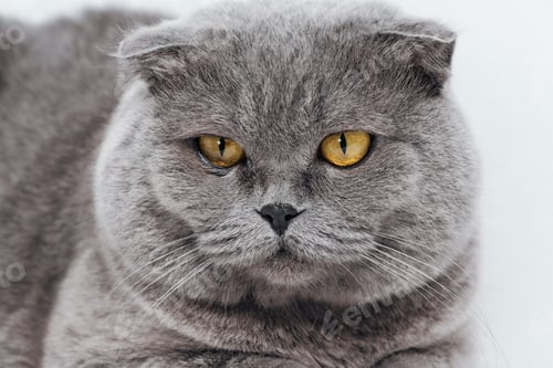 Preview: close up of adorable scottish fold cat on white