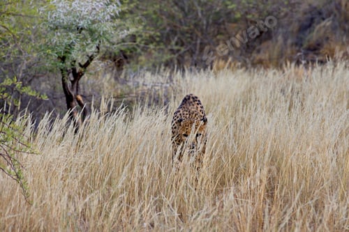 Preview: Cheetah hiding among grasses and ready to attach at the Namibian savannah