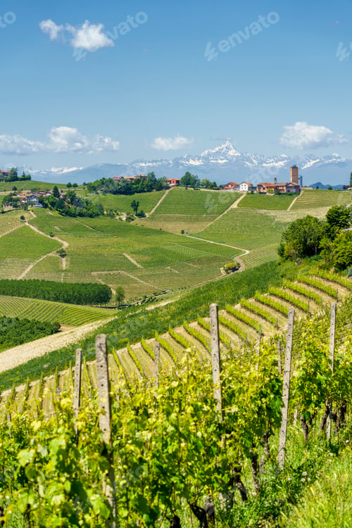 Preview: Vineyards of Langhe, Piedmont, Italy at May