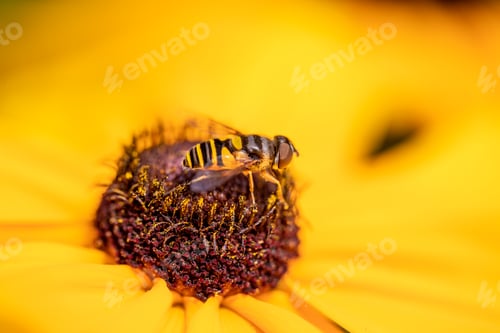 Preview: wasp on yellow flower