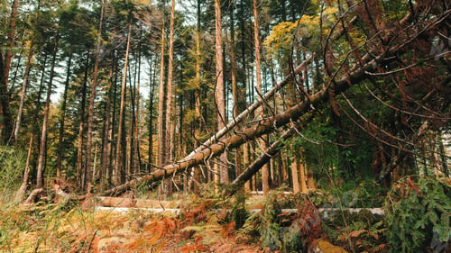 Preview: Tree fallen in the mountains due to disease, uprooted roots