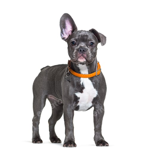 Preview: French Bulldog wearing an orange dog collar listening with one ear up