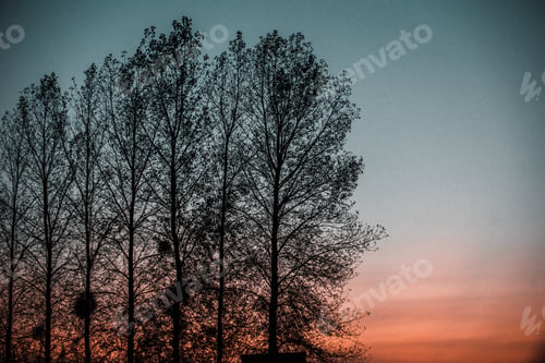Preview: Row of trees against sunset sky