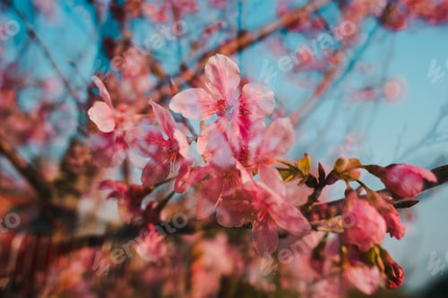 Preview: Closeup shot of pink cherry blossom flowers taken through glass - great for a natural background