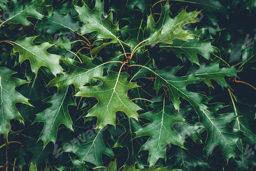 Preview: Green leaves of Northern oak in the park, trees in forest. Leaf pattern, summer
