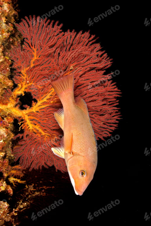 Preview: Sheepshead and gorgonian on reef