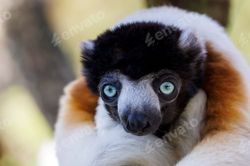 Preview: A Crowned sifaka (Propithecus coronatus)